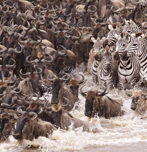7-Day Wildebeest Migration Safari.