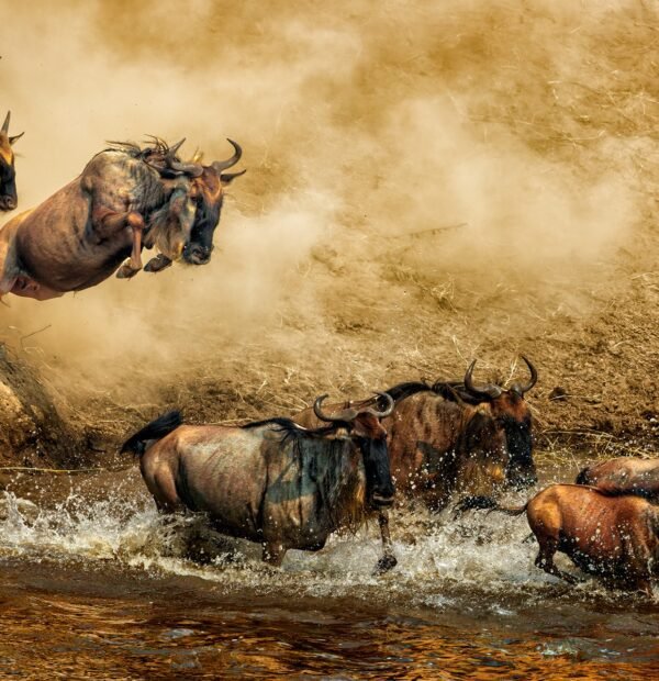 Tanzania Honeymoon Safari | 10-Day Luxury Wildlife & Romance Package