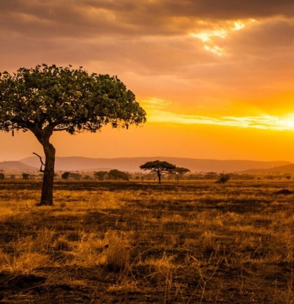 5-Day, 4-Night Tanzania Safari