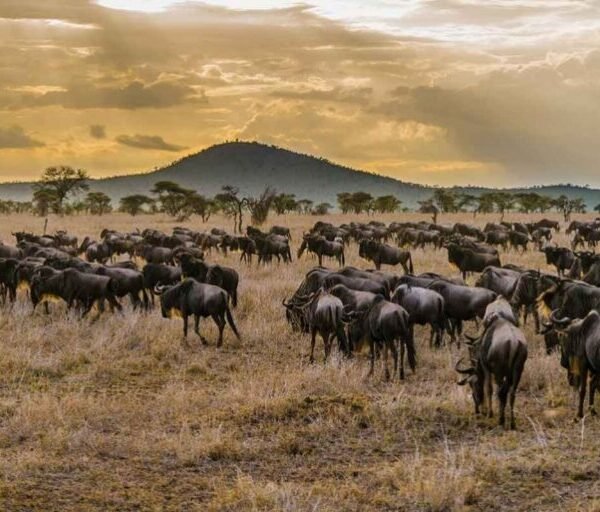 7 Days Wildebeest Great Migration Safari