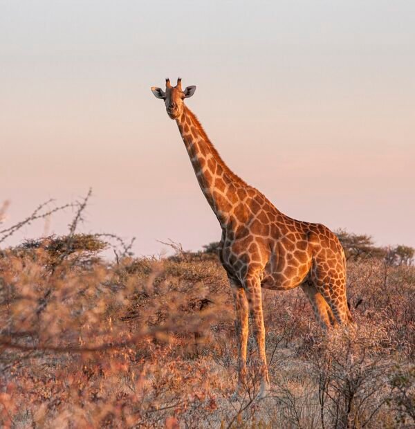 8 -Day Classic Kenya Safari