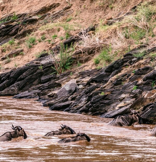 Luxury Tanzania Safari Zanzibar | 10-Day Premium Wildlife & Beach Escape