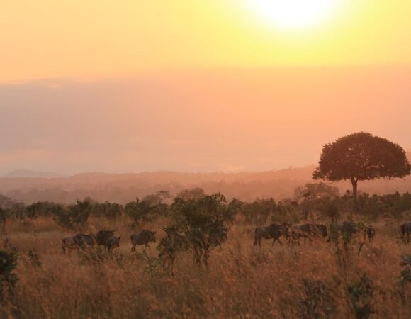 14 DAYS/ 13 NIGHTS HONEYMOON SAFARI