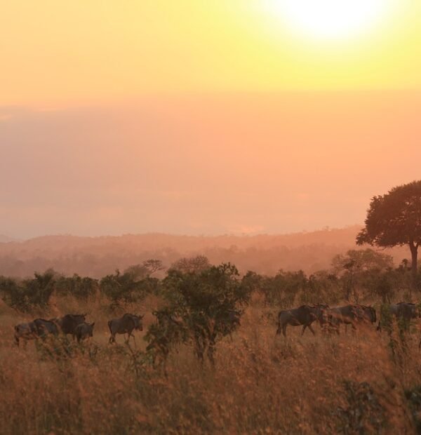 14 DAYS/ 13 NIGHTS HONEYMOON SAFARI