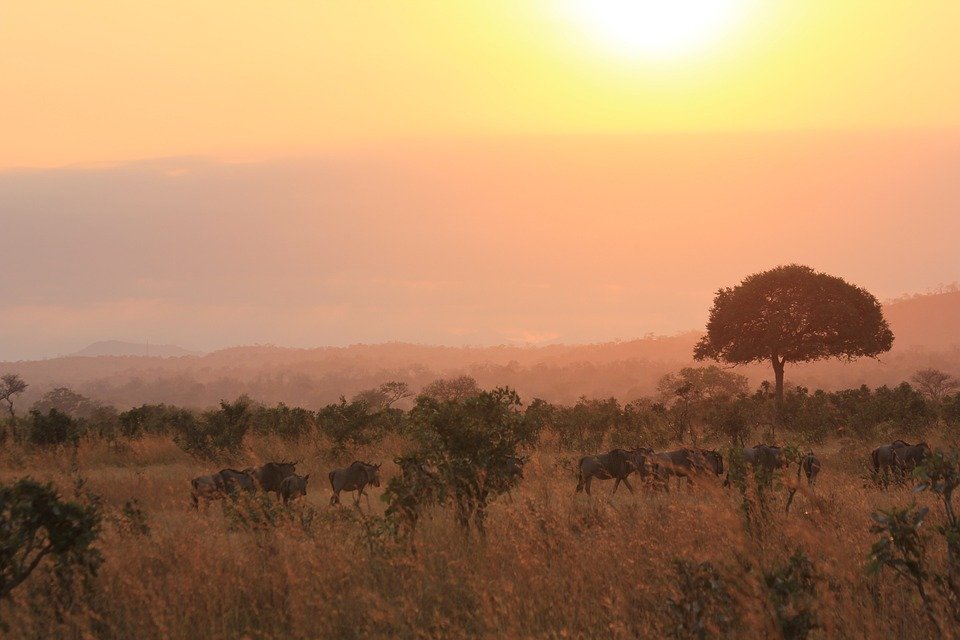 14 DAYS/ 13 NIGHTS HONEYMOON SAFARI