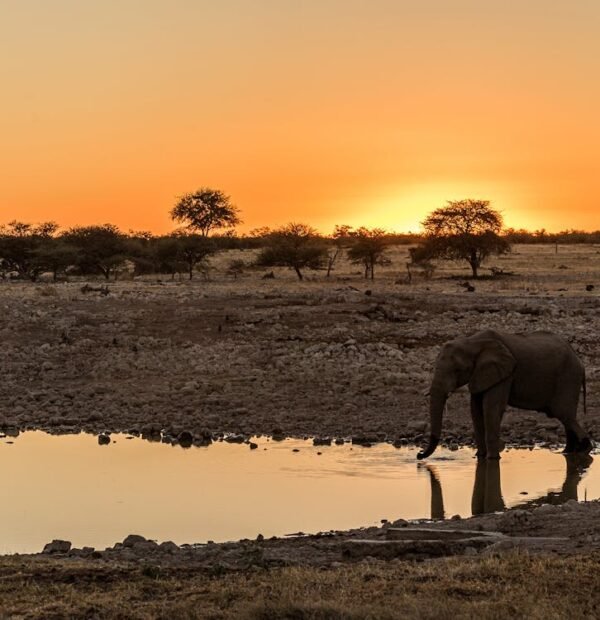 4 Days Tanzania Safari Lake Manyara