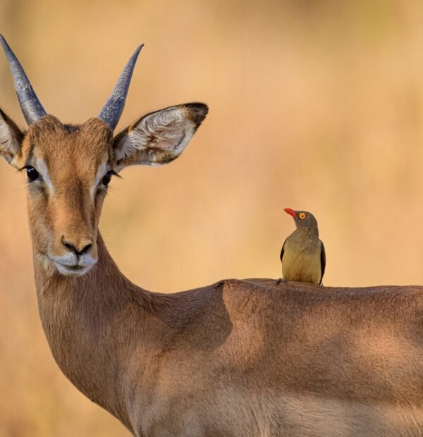 6 Days Nothern Tanzania Safari Lake Manyara, Serengeti and Ngorongoro Crater