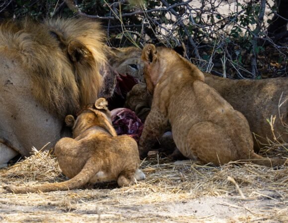 14 DAYS/ 13 NIGHTS SAFARI + ZANZIBAR