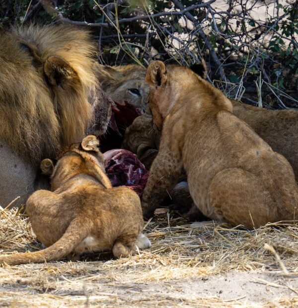 14 DAYS/ 13 NIGHTS SAFARI + ZANZIBAR