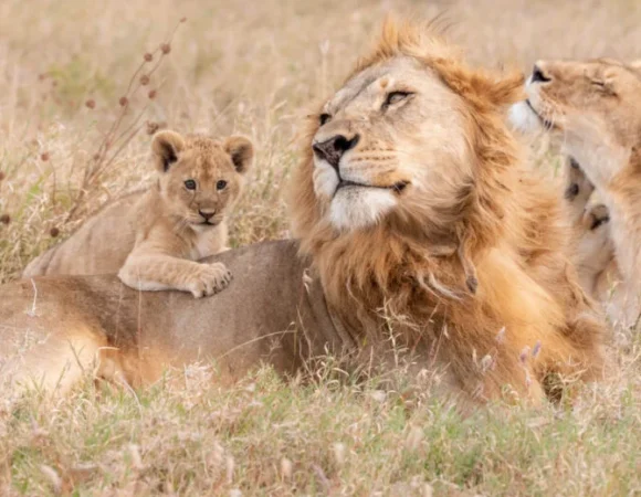 11 DAYS/ 10 NIGHTS HONEYMOON SAFARI