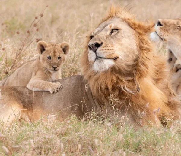 11 DAYS/ 10 NIGHTS HONEYMOON SAFARI