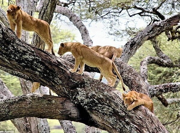 1 Day Lake Manyara National Park