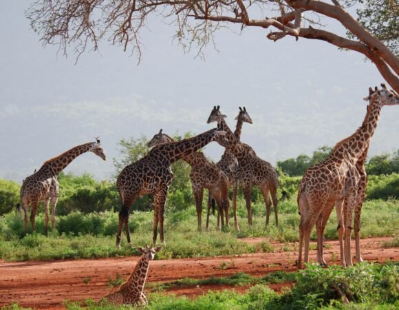 11 DAYS/ 10 NIGHTS SAFARI