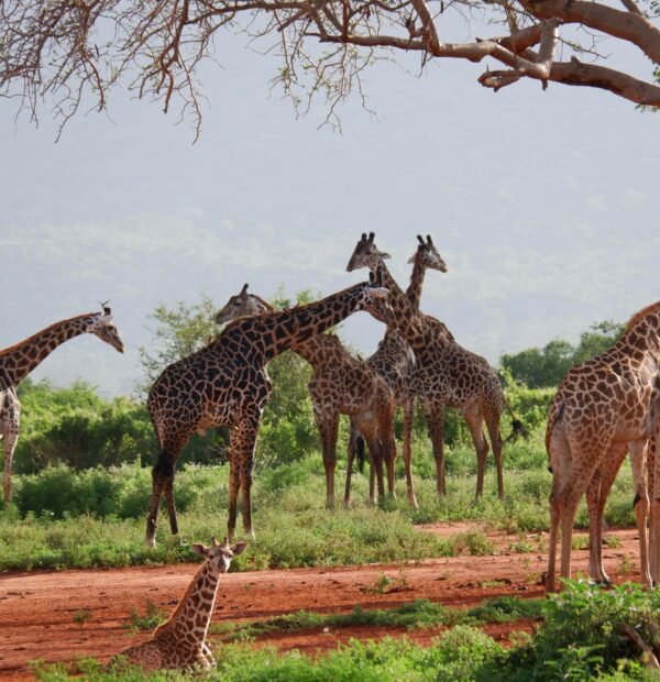 11 DAYS/ 10 NIGHTS SAFARI