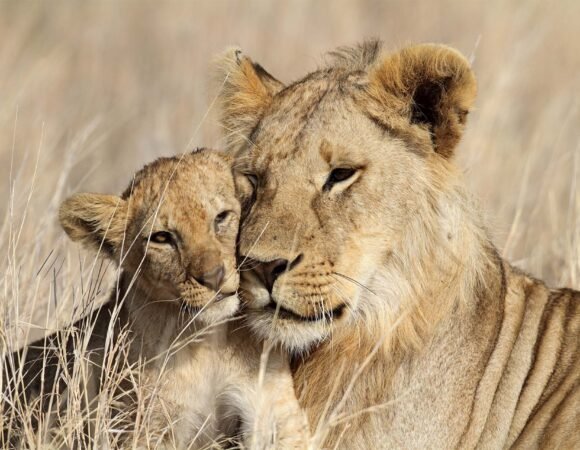 18 DAYS TANZANIA SAFARI