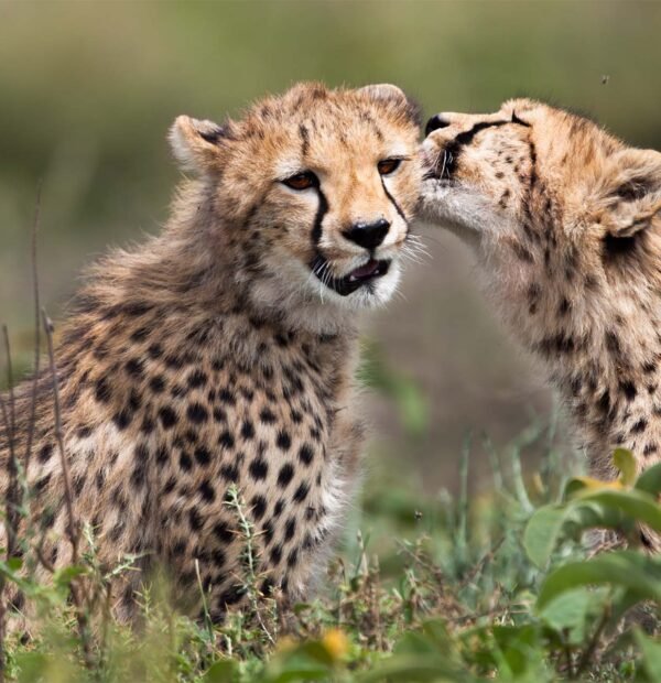 Northern Tanzania Safari 3 Days