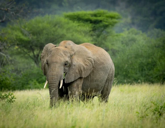 Tarangire National Park