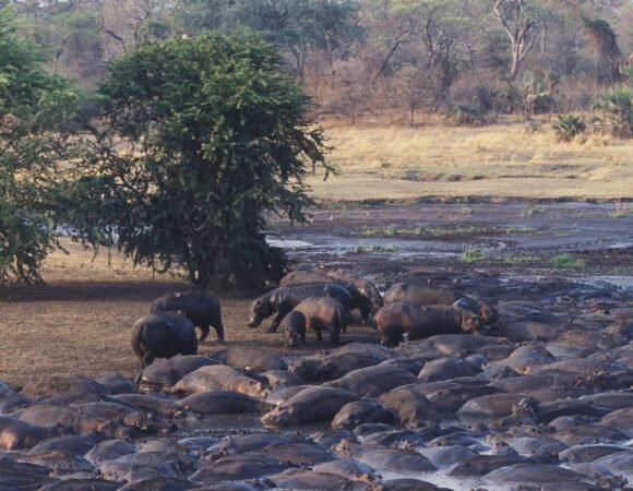 Katavi National Park