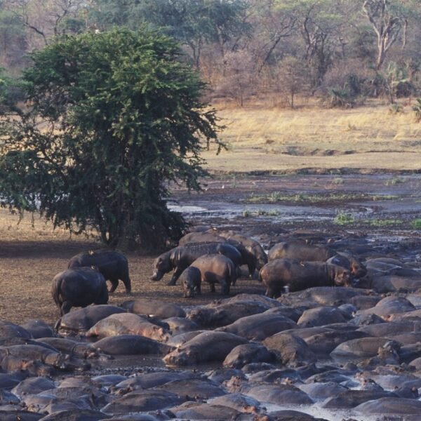 Katavi National Park