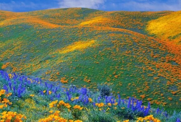 Kitulo Plateau National Park