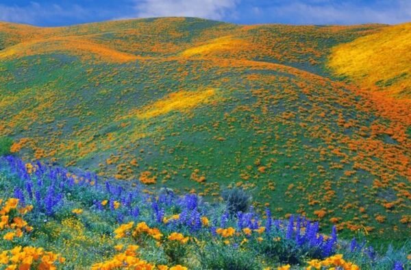 Kitulo Plateau National Park