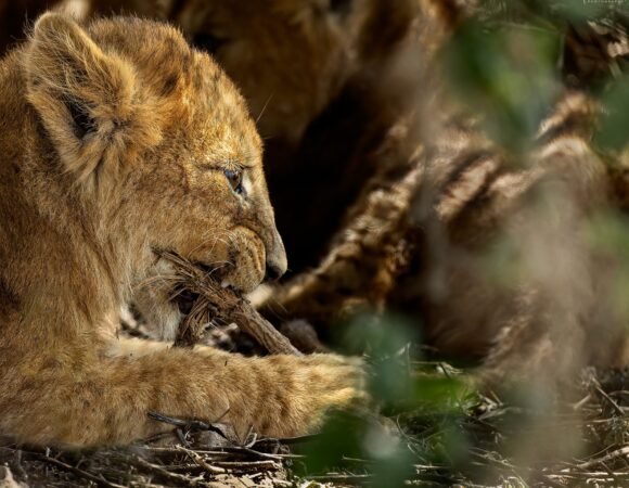 Tanzania wins at World Travel Awards