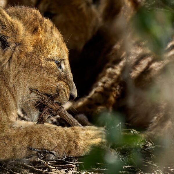 Tanzania wins at World Travel Awards