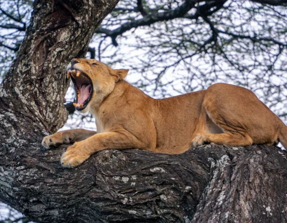 Serengeti National Park