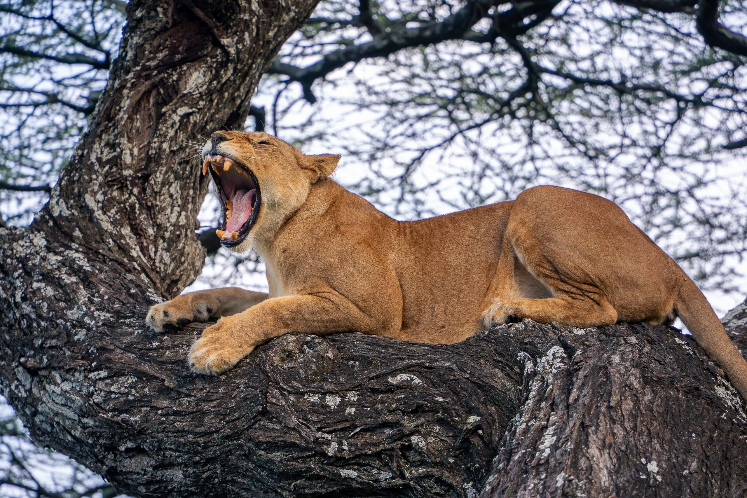 Serengeti National Park