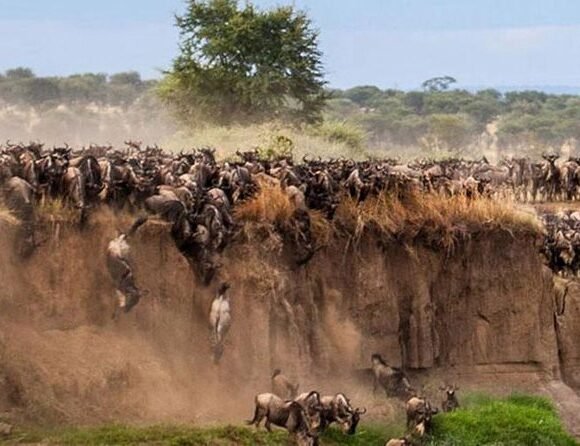 THE GREAT WILDEBEEST MIGRATION