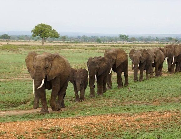 Mikumi National Park