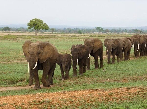 Mikumi National Park