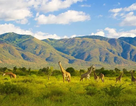 Mkomazi National Park