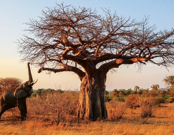Ruaha National Park