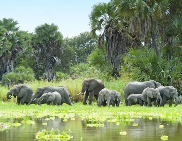 Nyerere National Park