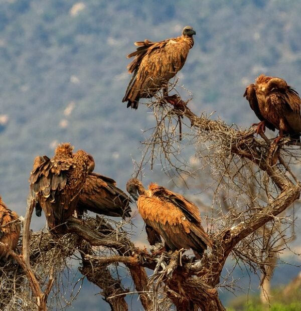 1-Day Private Ngorongoro Safari