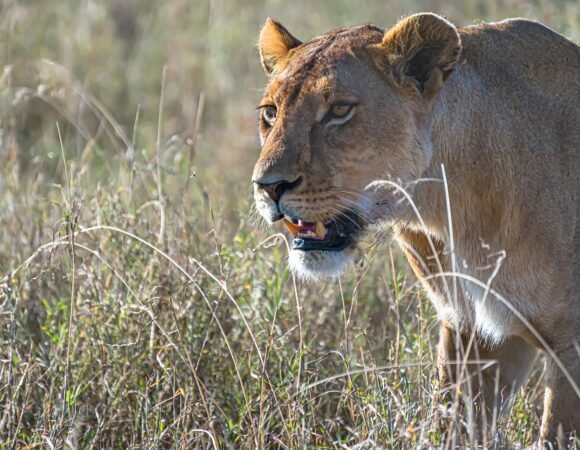 11 Days Safari trip Tanzania Zanzibar