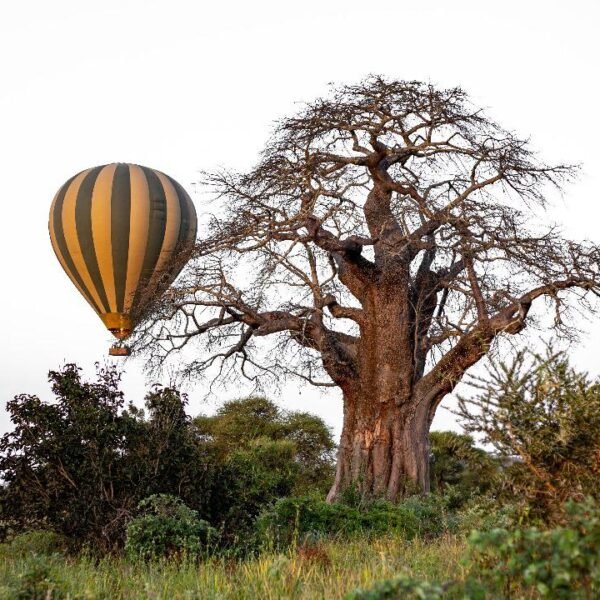 Hot air balloon flight in Tarangire