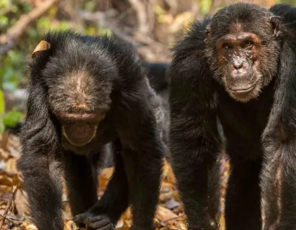 Mahale Mountains National Park