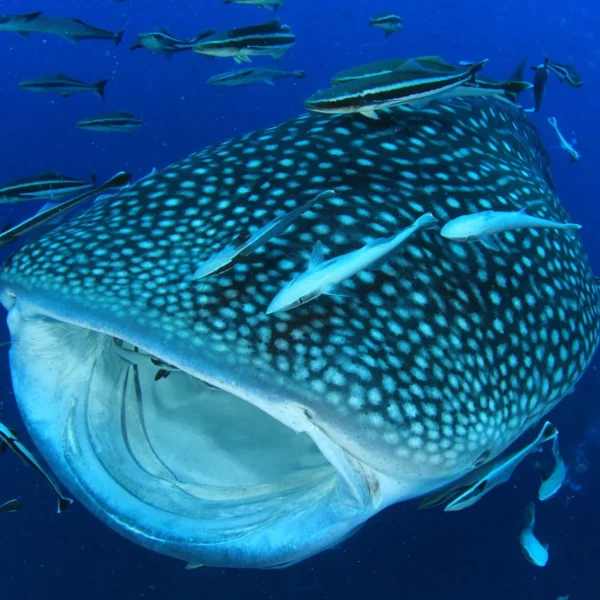 Swimming with whale sharks