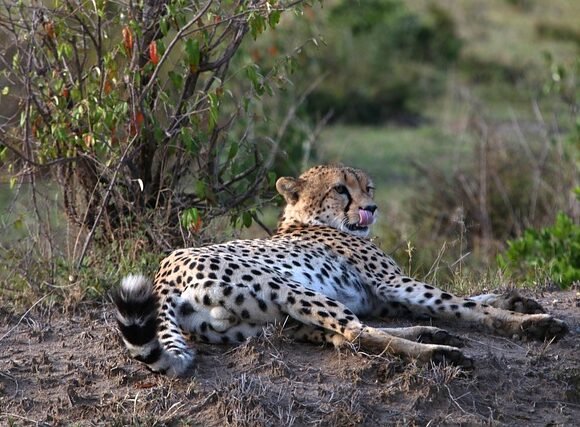 7 DAYS SAFARI TANZANIA