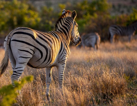 13 DAYS SAFARI + ZANZIBAR HOLIDAY